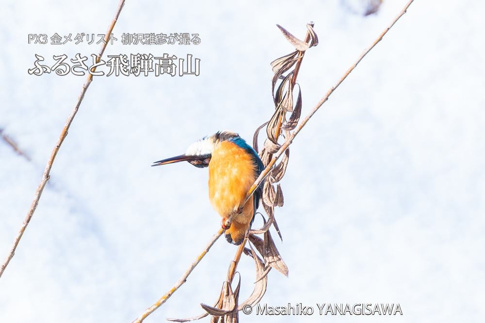 飛騨高山に棲むカワセミの写真。撮影・柳沢雅彦
