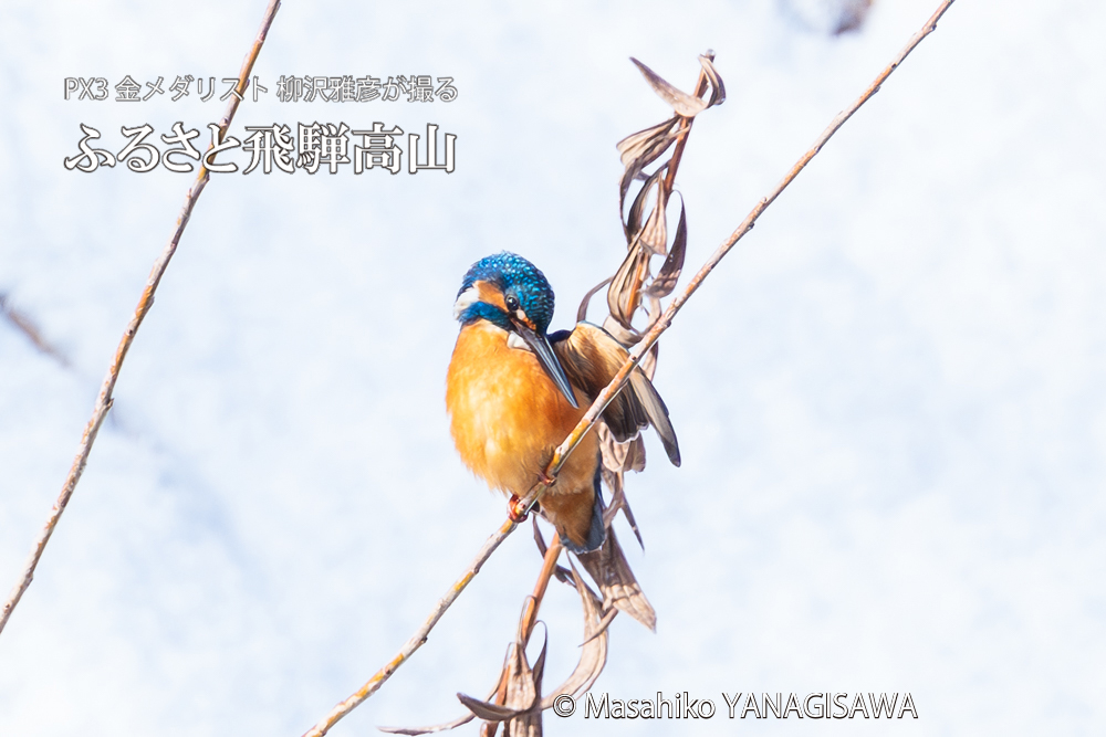 飛騨高山に棲むカワセミの写真。撮影・柳沢雅彦
