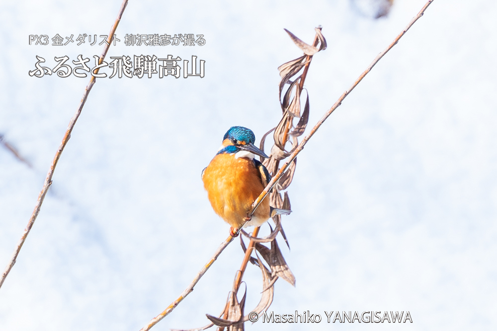 飛騨高山に棲むカワセミの写真。撮影・柳沢雅彦