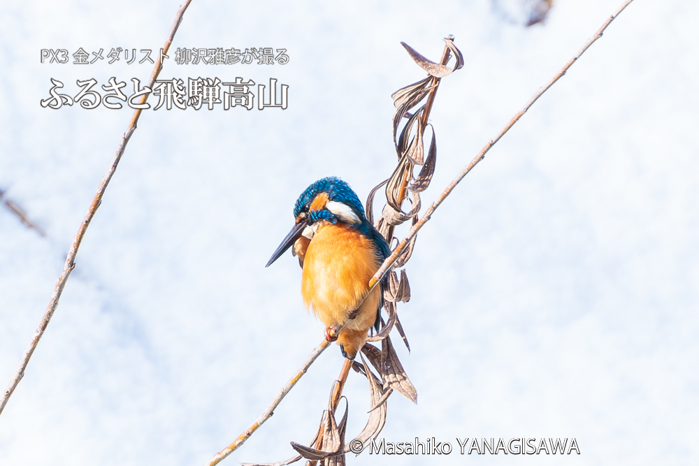 飛騨高山に棲むカワセミの写真。撮影・柳沢雅彦