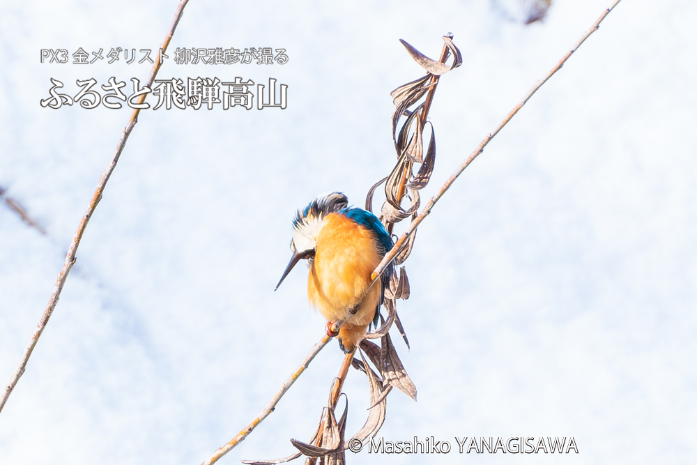 飛騨高山に棲むカワセミの写真。撮影・柳沢雅彦