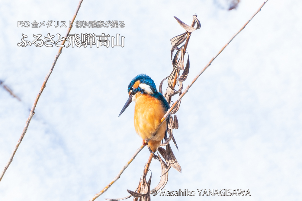 飛騨高山に棲むカワセミの写真。撮影・柳沢雅彦