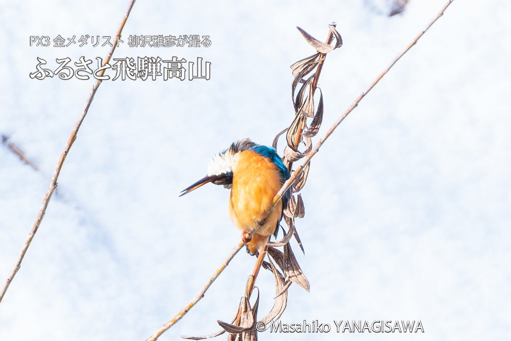 飛騨高山に棲むカワセミの写真。撮影・柳沢雅彦