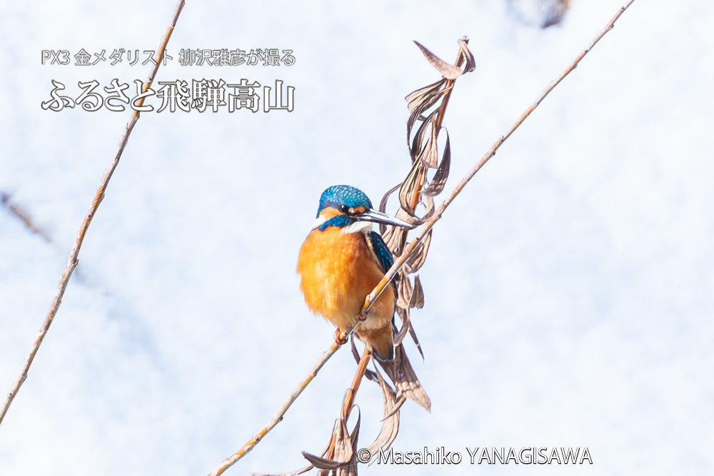 飛騨高山に棲むカワセミの写真。撮影・柳沢雅彦
