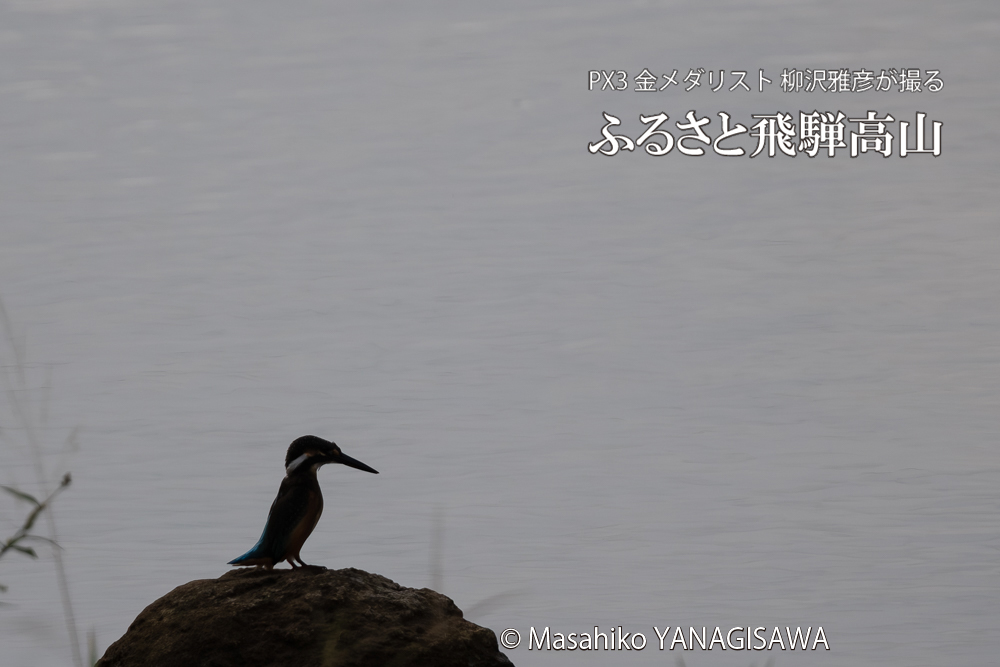 飛騨高山に棲むカワセミの写真。撮影・柳沢雅彦