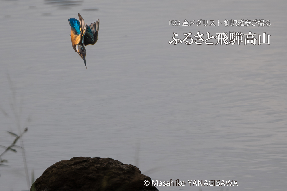 飛騨高山に棲むカワセミの写真。撮影・柳沢雅彦