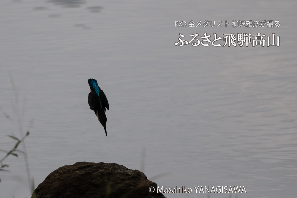 飛騨高山に棲むカワセミの写真。撮影・柳沢雅彦