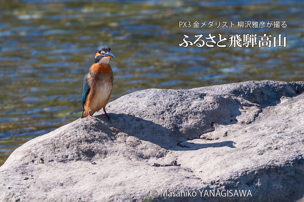 飛騨高山に棲むカワセミの写真。撮影・柳沢雅彦