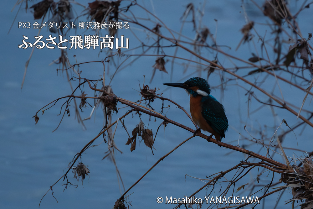 飛騨高山に棲むカワセミの写真。撮影・柳沢雅彦