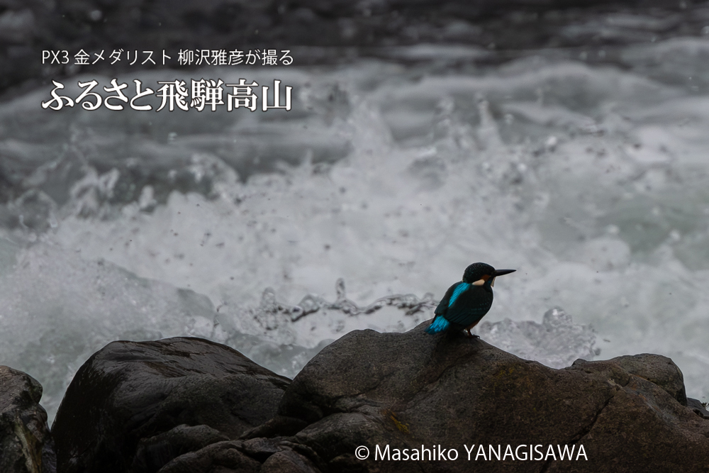 飛騨高山に棲むカワセミの写真。撮影・柳沢雅彦