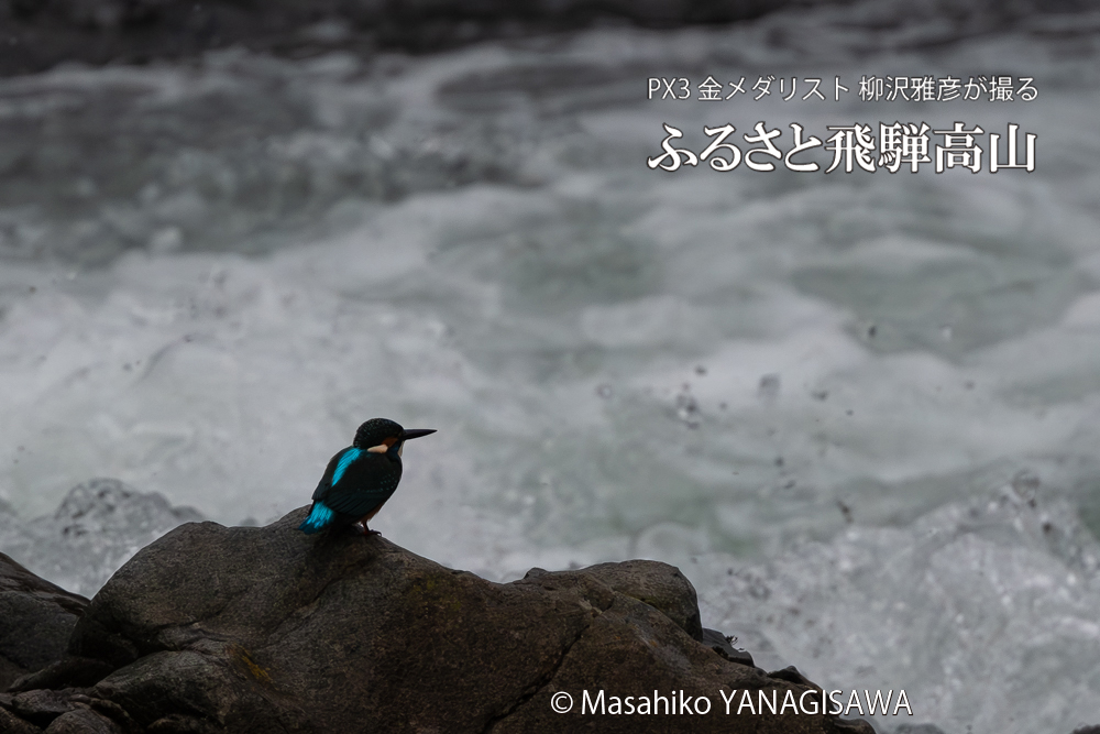 飛騨高山に棲むカワセミの写真。撮影・柳沢雅彦