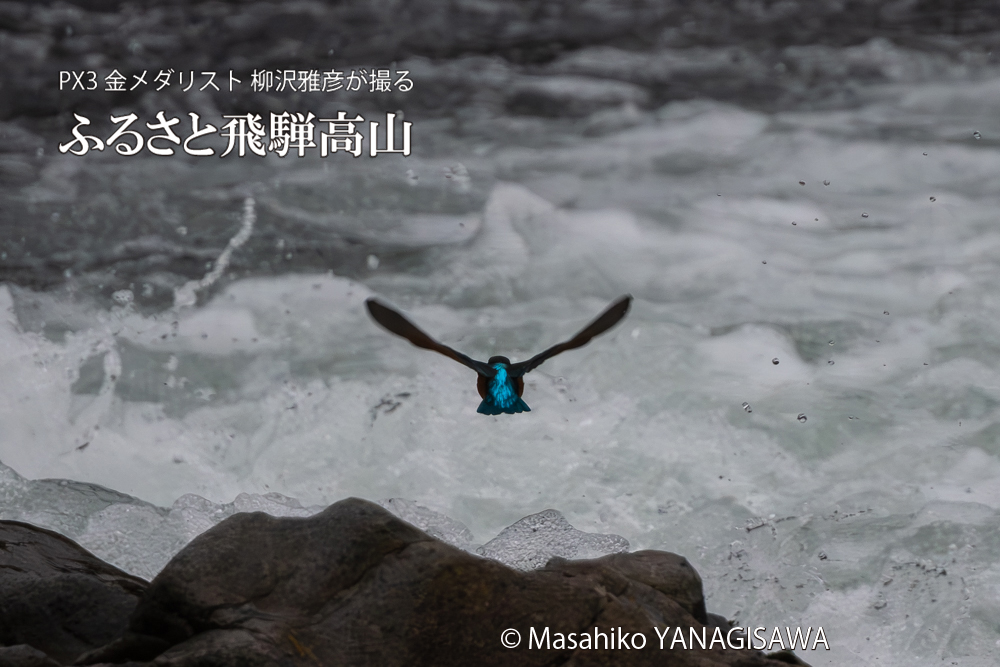 飛騨高山に棲むカワセミの写真。撮影・柳沢雅彦