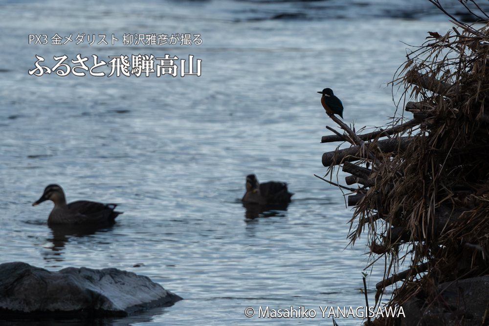 飛騨高山に棲むカワセミの写真。撮影・柳沢雅彦