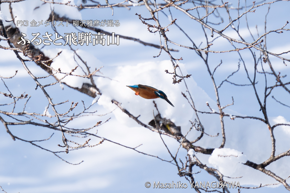 飛騨高山に棲むカワセミの写真。撮影・柳沢雅彦