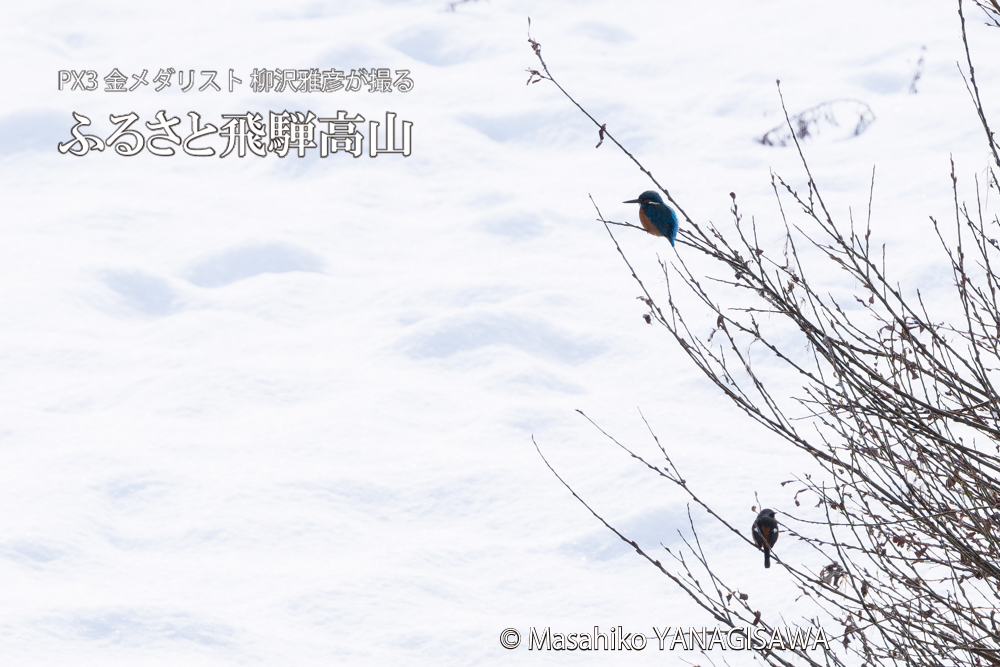飛騨高山に棲むカワセミの写真。撮影・柳沢雅彦