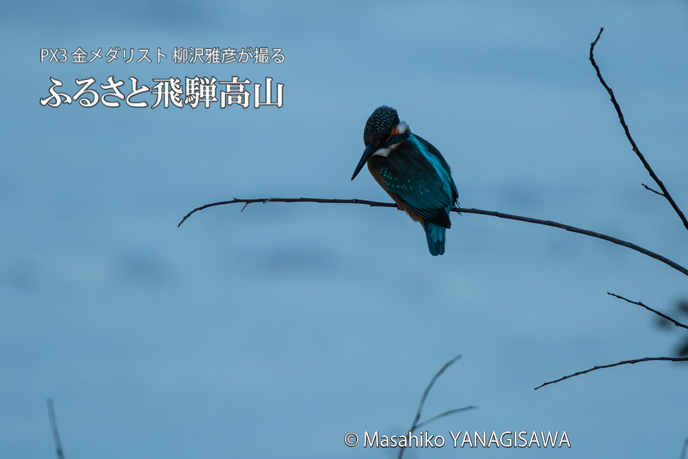 飛騨高山に棲むカワセミの写真。撮影・柳沢雅彦