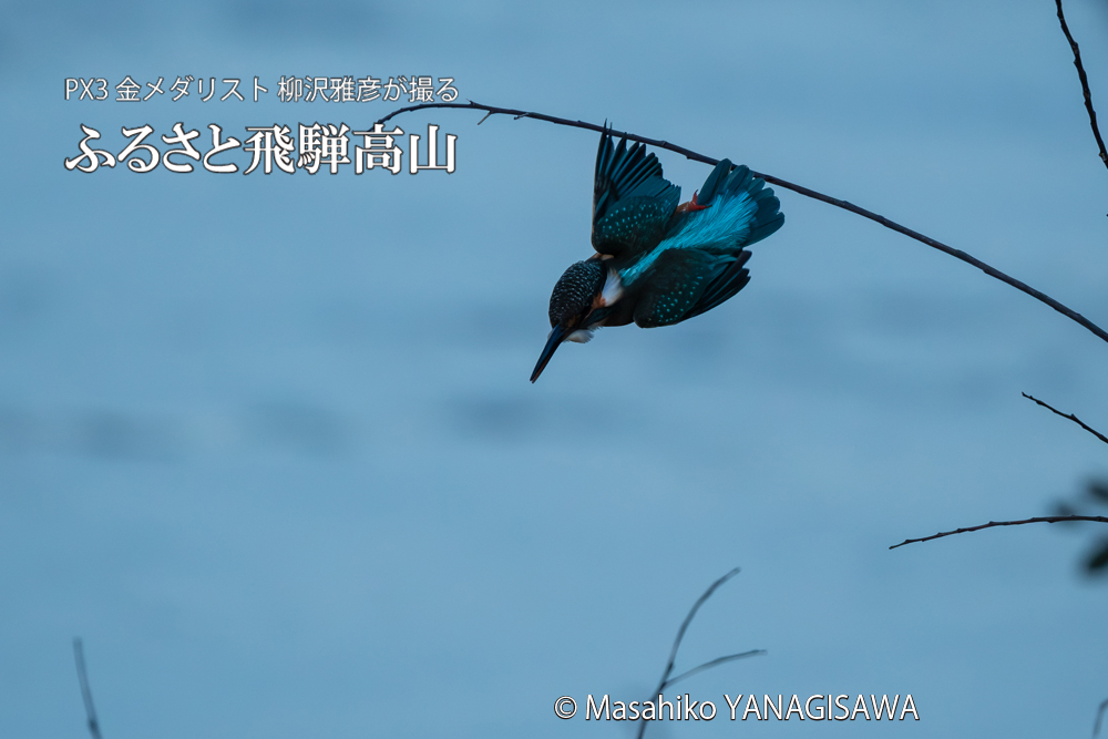 飛騨高山に棲むカワセミの写真。撮影・柳沢雅彦