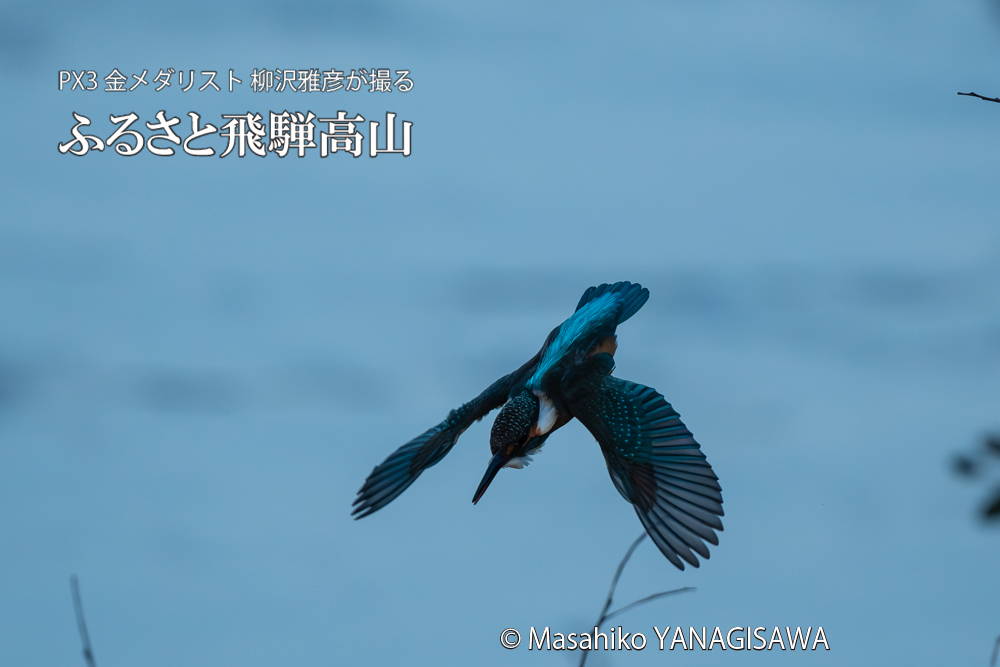 飛騨高山に棲むカワセミの写真。撮影・柳沢雅彦