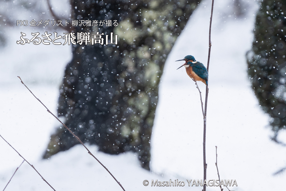 飛騨高山に棲むカワセミの写真。撮影・柳沢雅彦