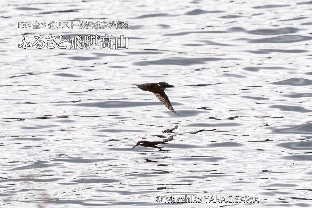 飛騨高山に棲むカワセミの写真。撮影・柳沢雅彦