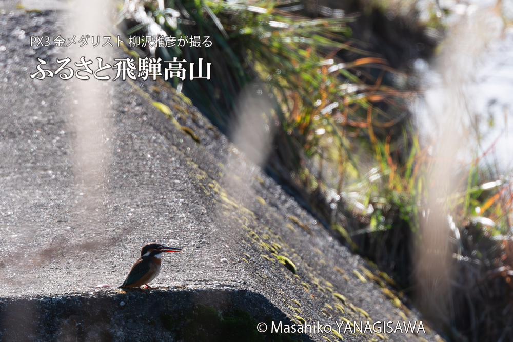 飛騨高山に棲むカワセミの写真。撮影・柳沢雅彦