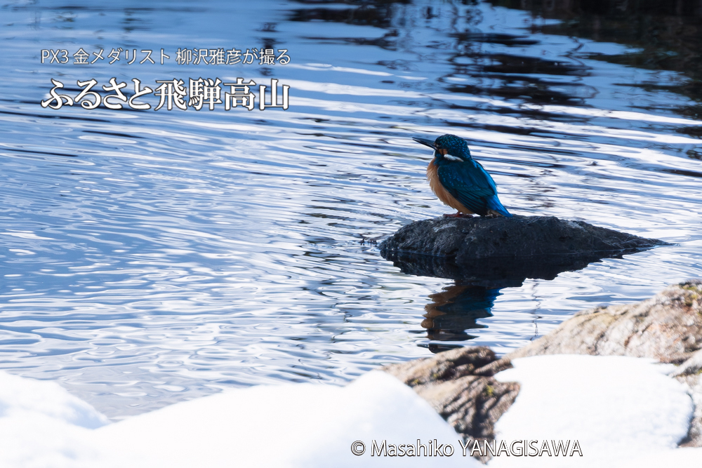 飛騨高山に棲むカワセミの写真。撮影・柳沢雅彦