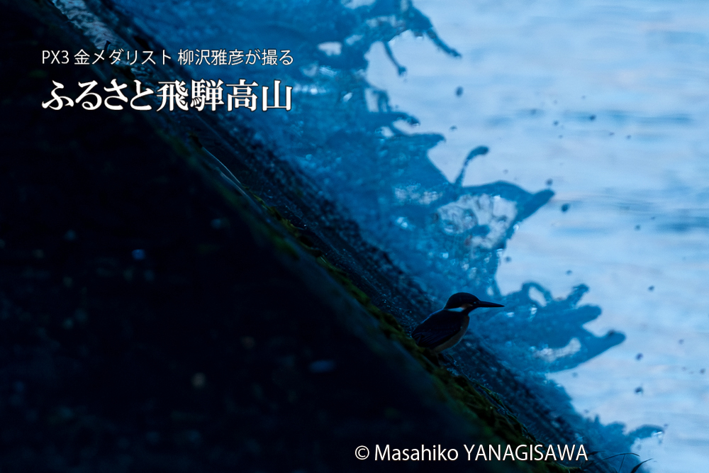 飛騨高山に棲むカワセミの写真。撮影・柳沢雅彦