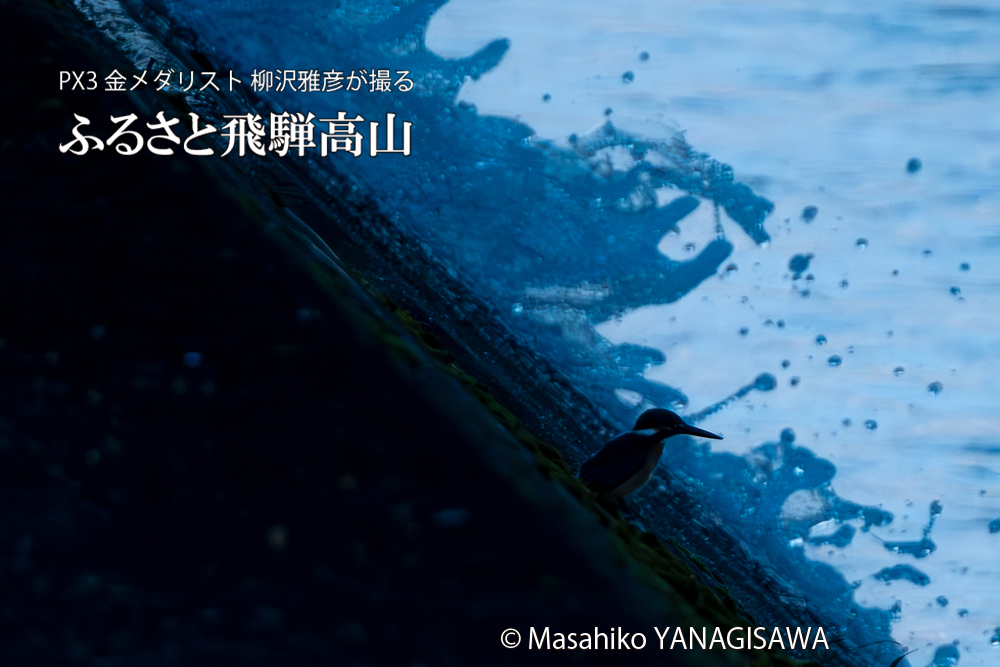 飛騨高山に棲むカワセミの写真。撮影・柳沢雅彦