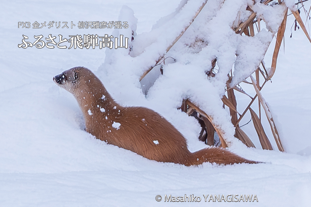 飛騨高山に棲むイタチの写真。撮影・柳沢雅彦