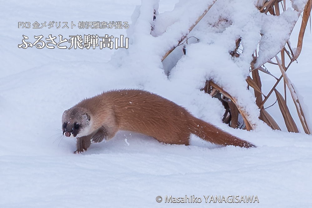 飛騨高山に棲むイタチの写真。撮影・柳沢雅彦