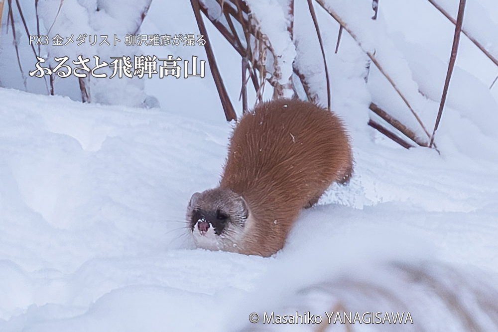飛騨高山に棲むイタチの写真。撮影・柳沢雅彦