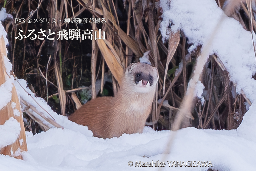 飛騨高山に棲むイタチの写真。撮影・柳沢雅彦