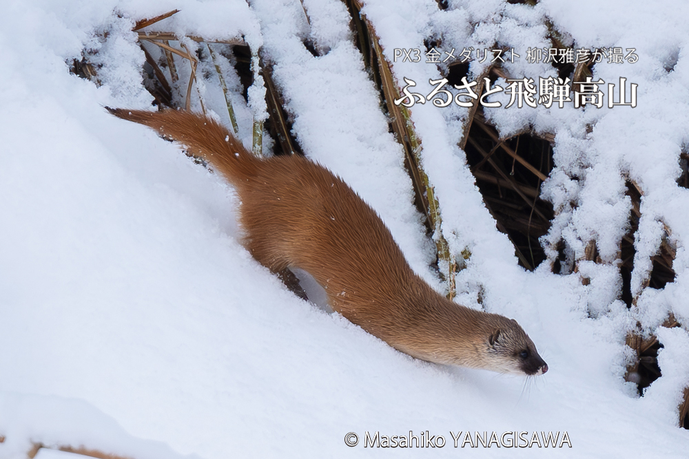 飛騨高山に棲むイタチの写真。撮影・柳沢雅彦