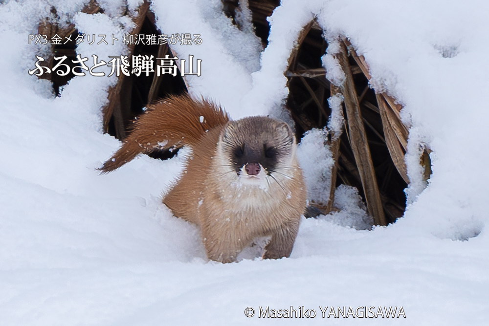飛騨高山に棲むイタチの写真。撮影・柳沢雅彦