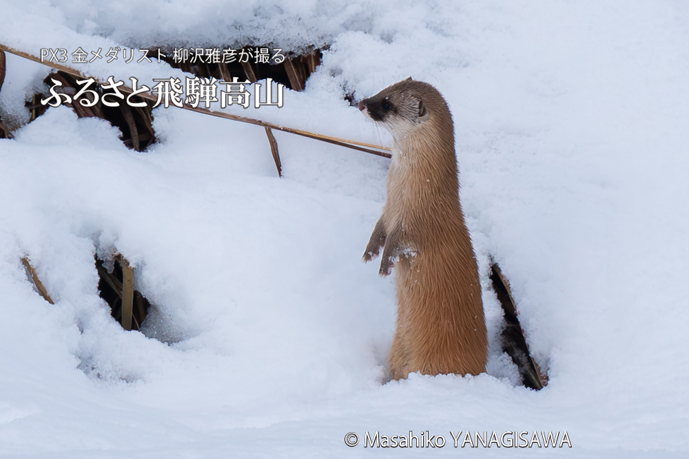 飛騨高山に棲むイタチの写真。撮影・柳沢雅彦