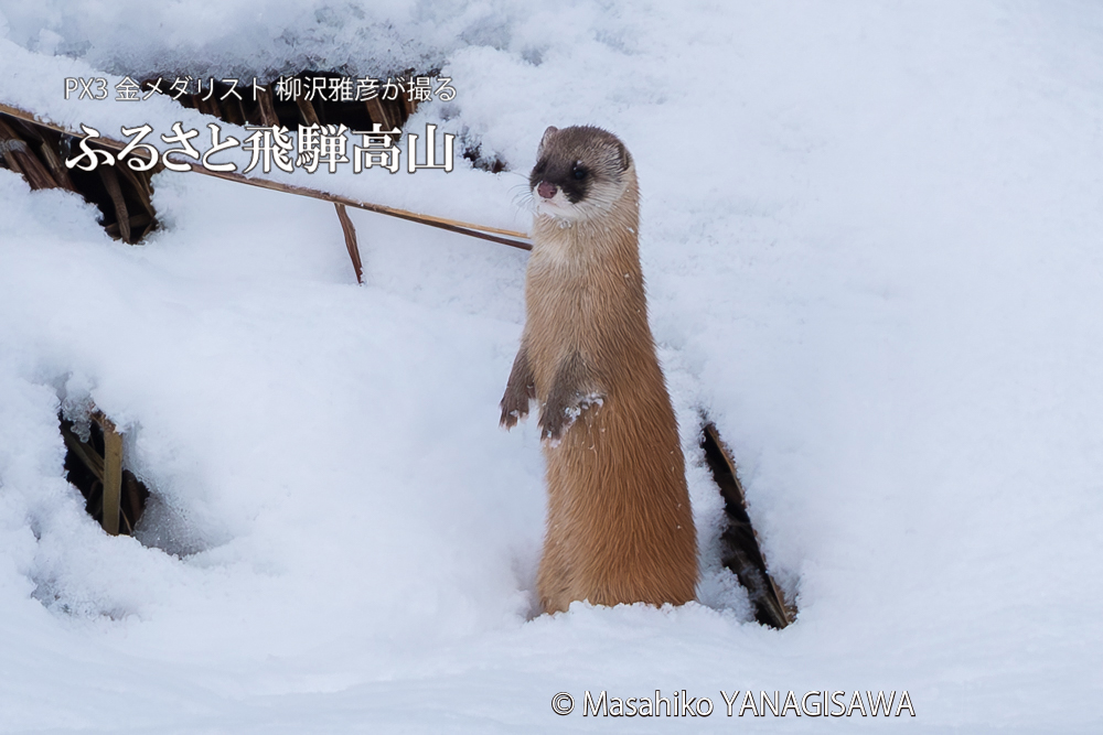 飛騨高山に棲むイタチの写真。撮影・柳沢雅彦