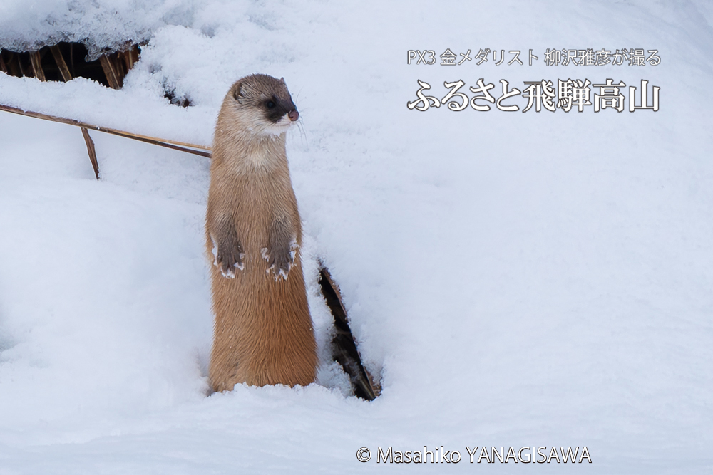 飛騨高山に棲むイタチの写真。撮影・柳沢雅彦