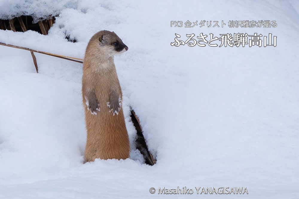 飛騨高山に棲むイタチの写真。撮影・柳沢雅彦