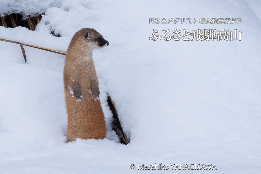 飛騨高山に棲むイタチの写真。撮影・柳沢雅彦