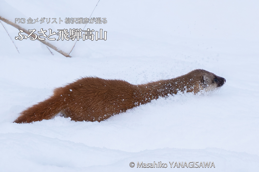 飛騨高山に棲むイタチの写真。撮影・柳沢雅彦
