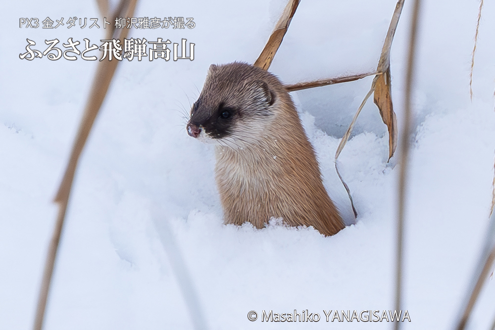 飛騨高山に棲むイタチの写真。撮影・柳沢雅彦