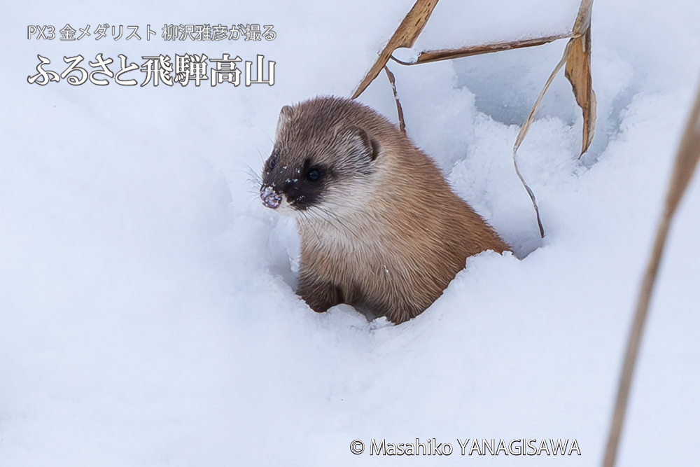 飛騨高山に棲むイタチの写真。撮影・柳沢雅彦