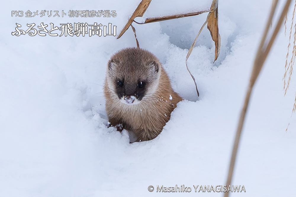 飛騨高山に棲むイタチの写真。撮影・柳沢雅彦
