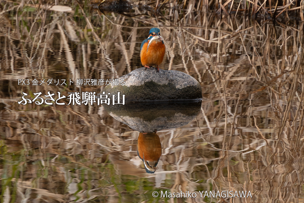 飛騨高山に棲むカワセミの写真。撮影・柳沢雅彦