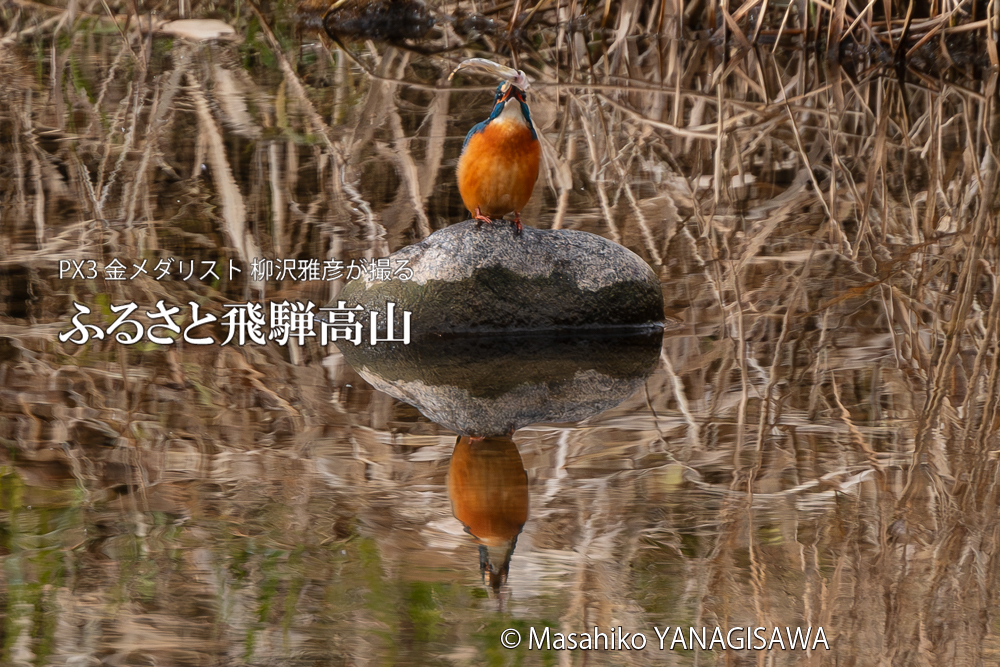 飛騨高山に棲むカワセミの写真。撮影・柳沢雅彦