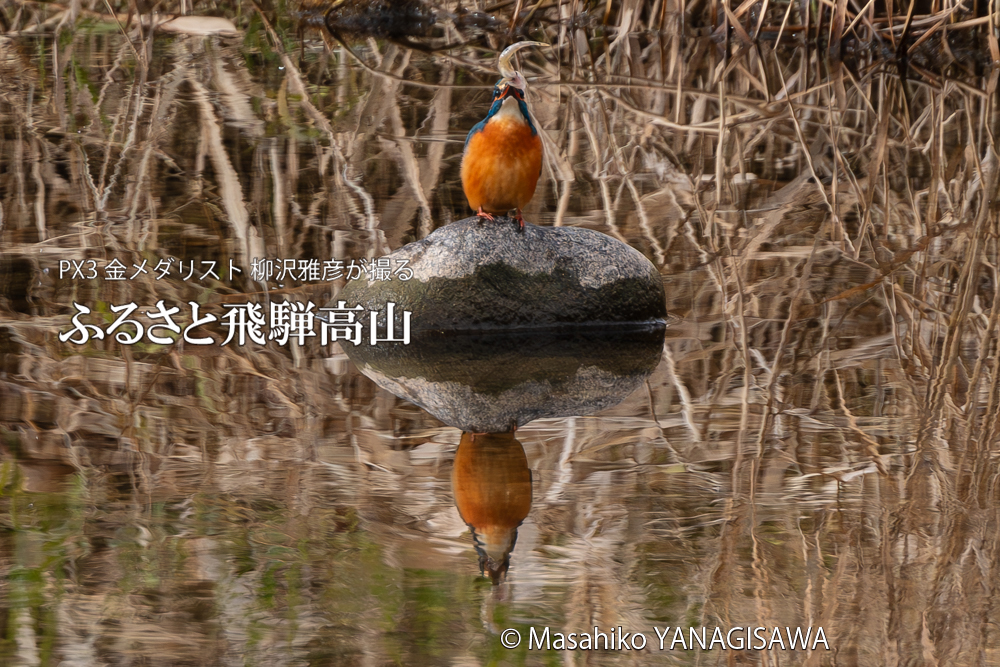 飛騨高山に棲むカワセミの写真。撮影・柳沢雅彦