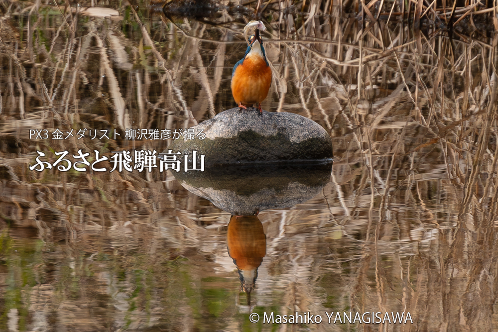 飛騨高山に棲むカワセミの写真。撮影・柳沢雅彦