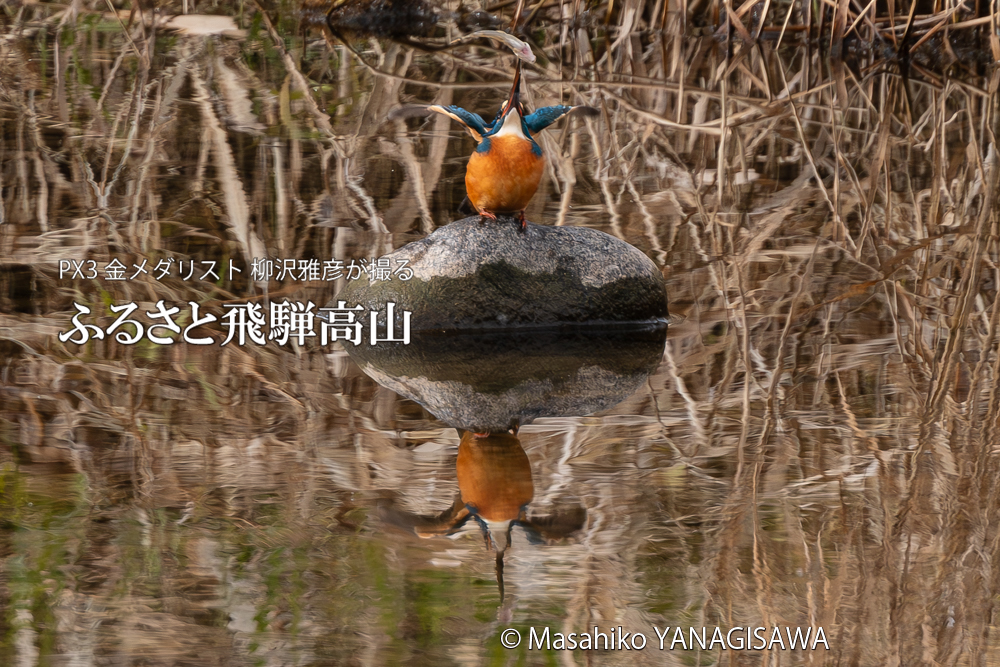 飛騨高山に棲むカワセミの写真。撮影・柳沢雅彦