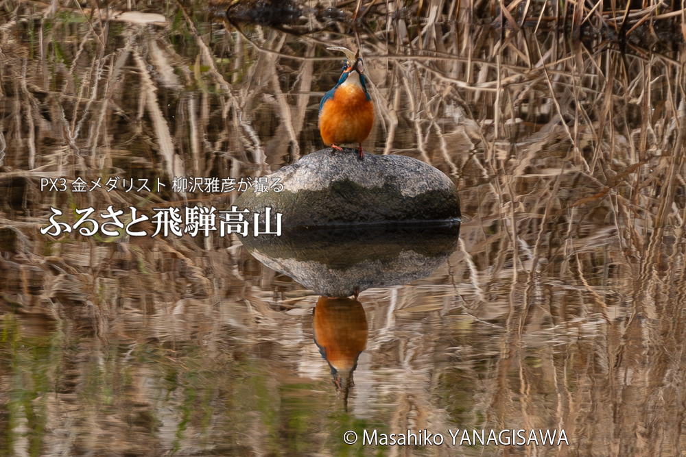 飛騨高山に棲むカワセミの写真。撮影・柳沢雅彦