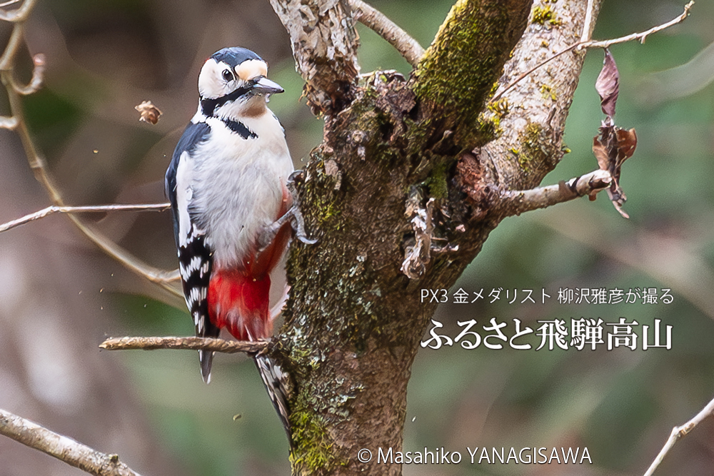 飛騨高山に棲むアカゲラの写真。撮影・柳沢雅彦